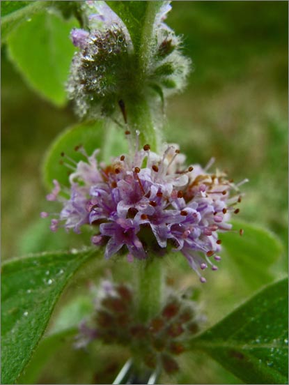 sm 263 Marsh Mint.jpg - Marsh Mint (Mentha arvensis): As the name implies this native grew in the marsh area.